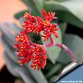 Crassula falcate